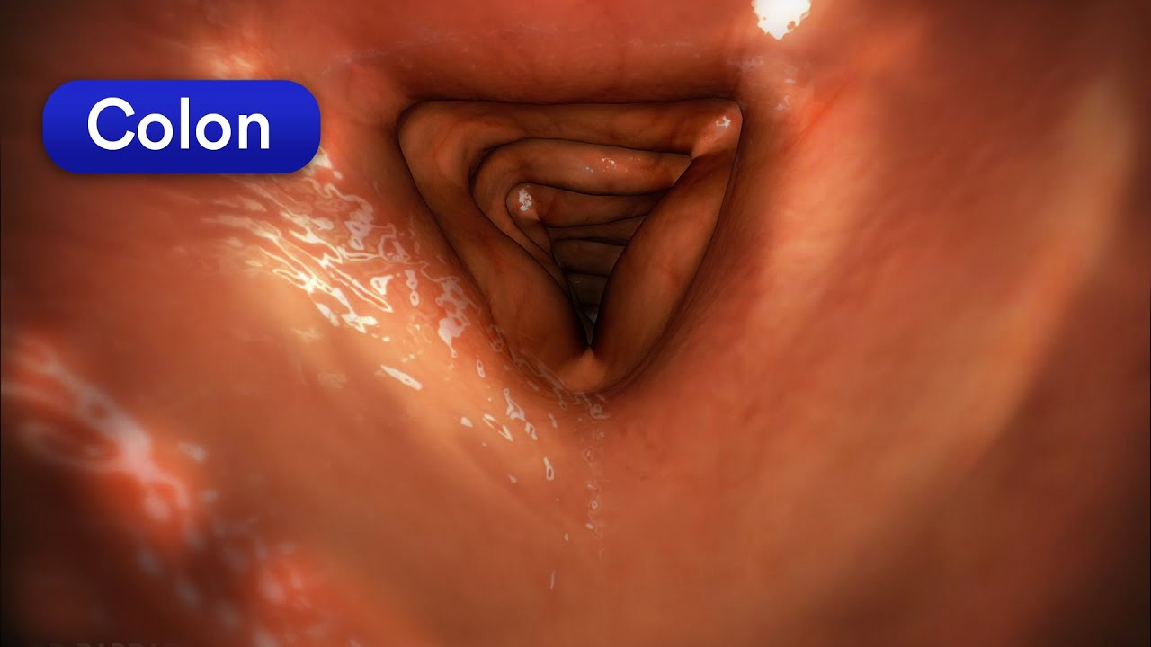How does your body turn food into poop? Human digestive system