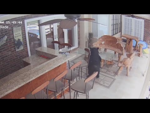 Viral 3-legged bear who enjoys White Claws returns to another Florida home