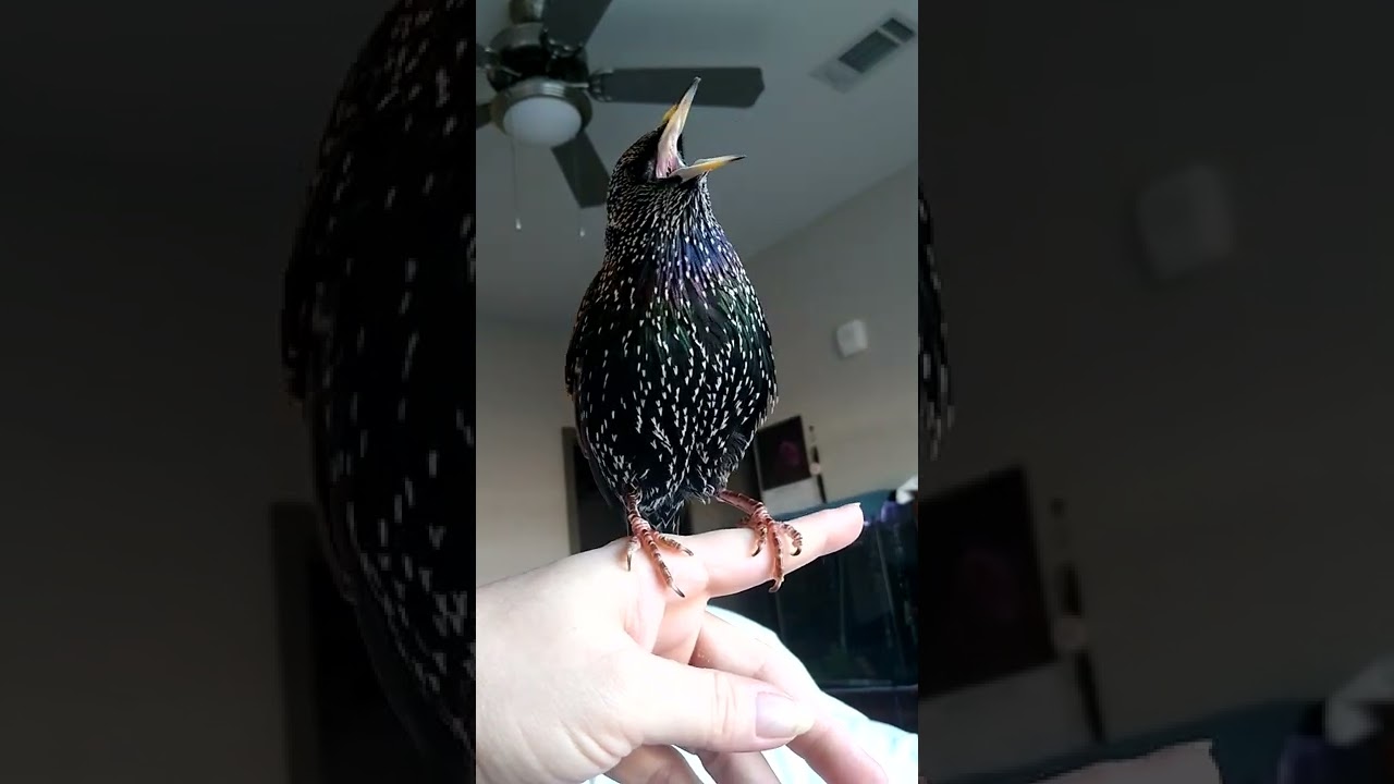 Rude starling. It's a good thing he's cute.  🤣