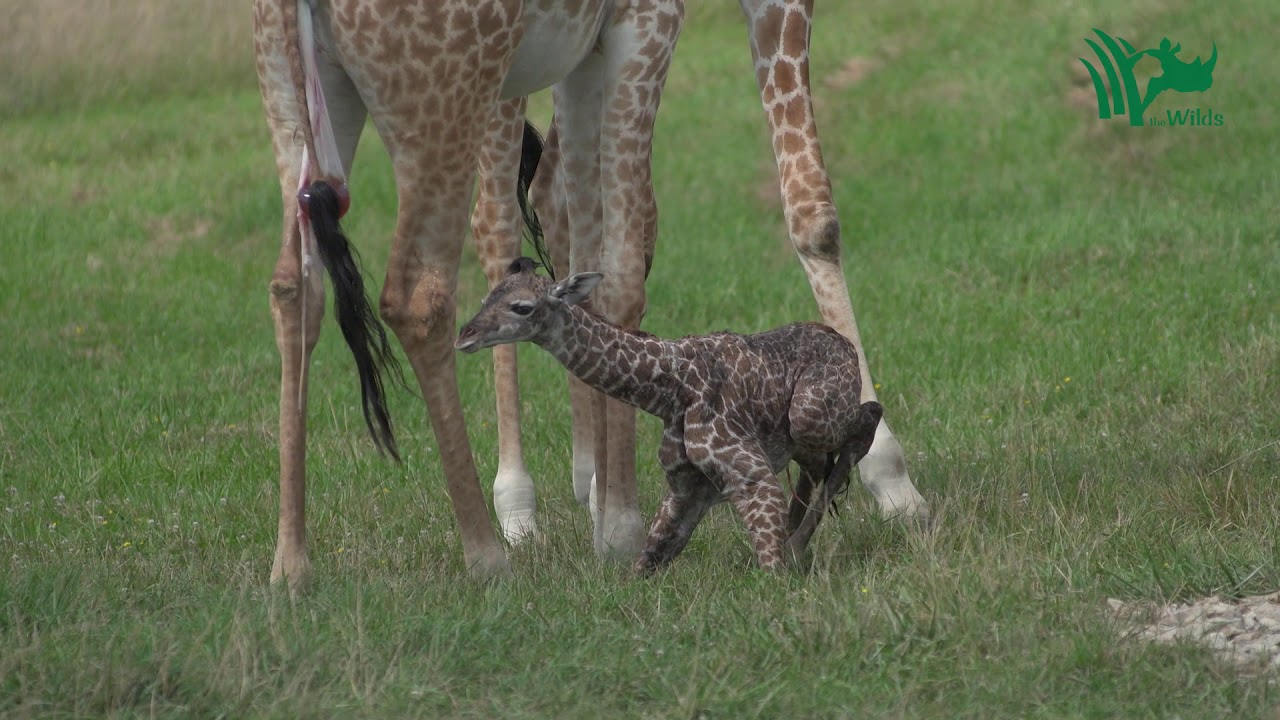 Baby Giraffe Tries to Stand and Takes His First Steps