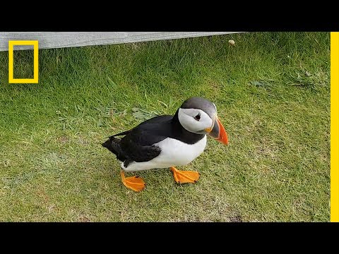 Watch: Curious Puffin Befriends a Tourist | National Geographic