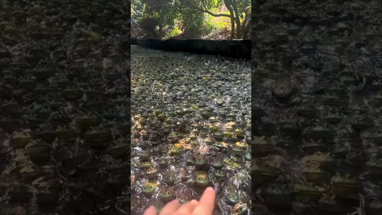 This guy has a frog army in his backyard 😱