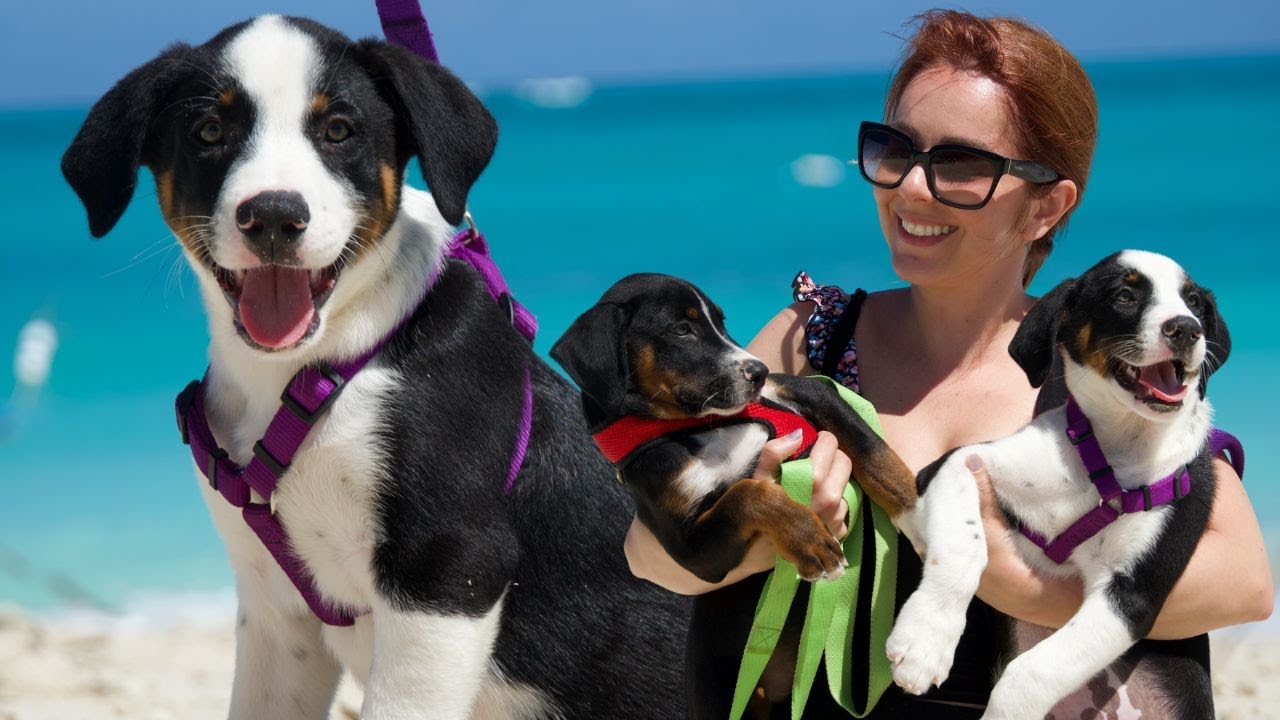Potcake Puppies | Turks and Caicos rescue visit!