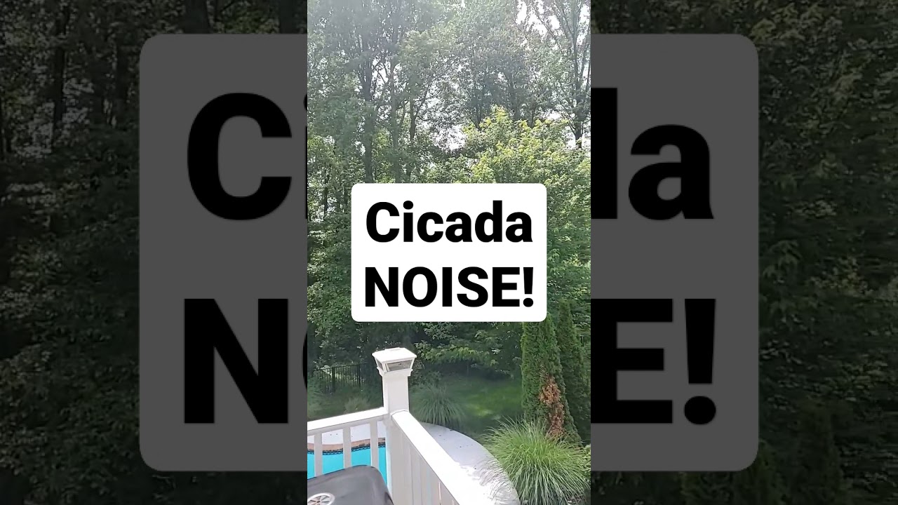Backyard Cicada Noise 🔴 Maryland 2021 Cicadas Sound #shorts What Does a Cicada Sound Like? #cicada