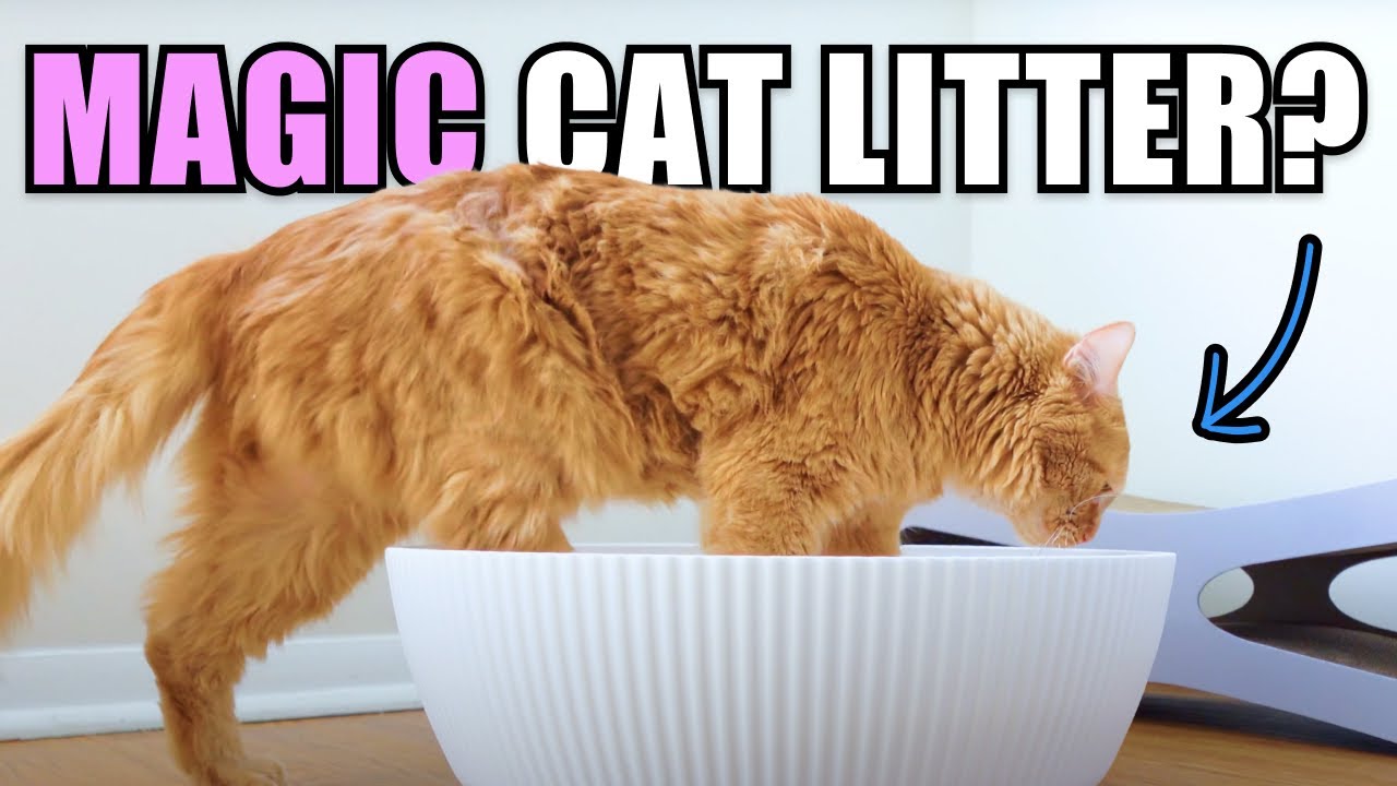We tried PrettyLitter Cat Litter - Full Review