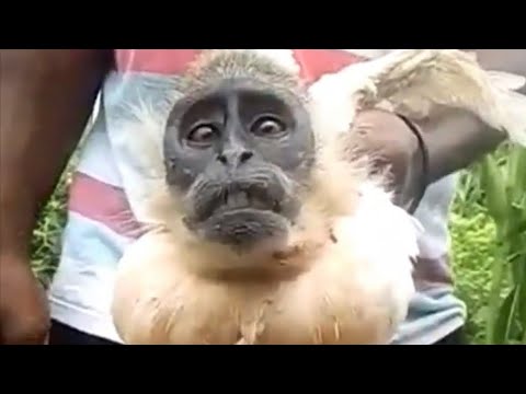 Animal with fowl body and monkey face