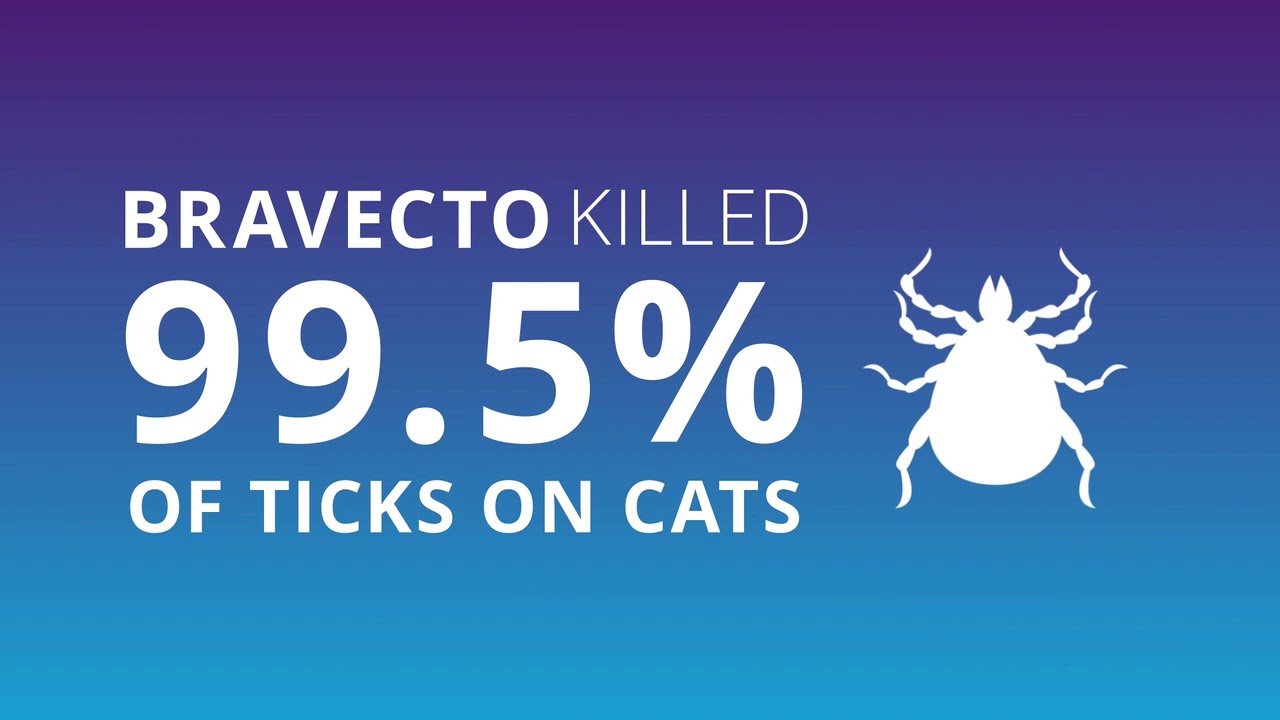 Introducing Bravecto® Spot-On for cats – tick and flea treatment with a twist.