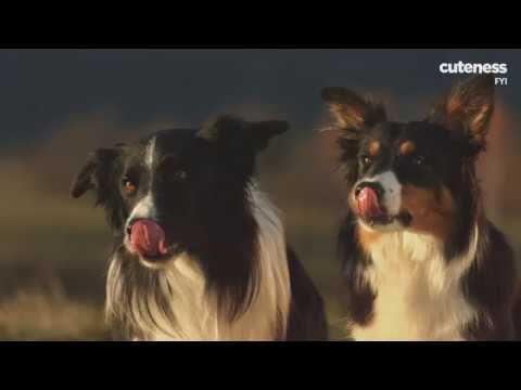 Can Dogs Be Gay?