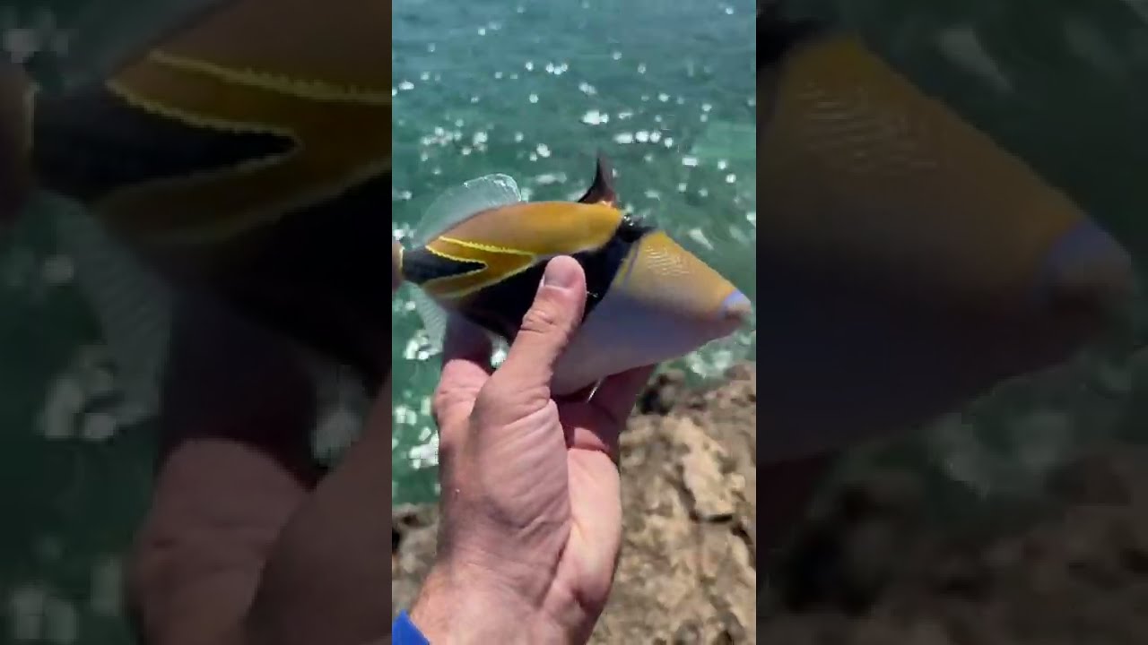 Humuhumunukunukuapua’a, yep that’s it’s name