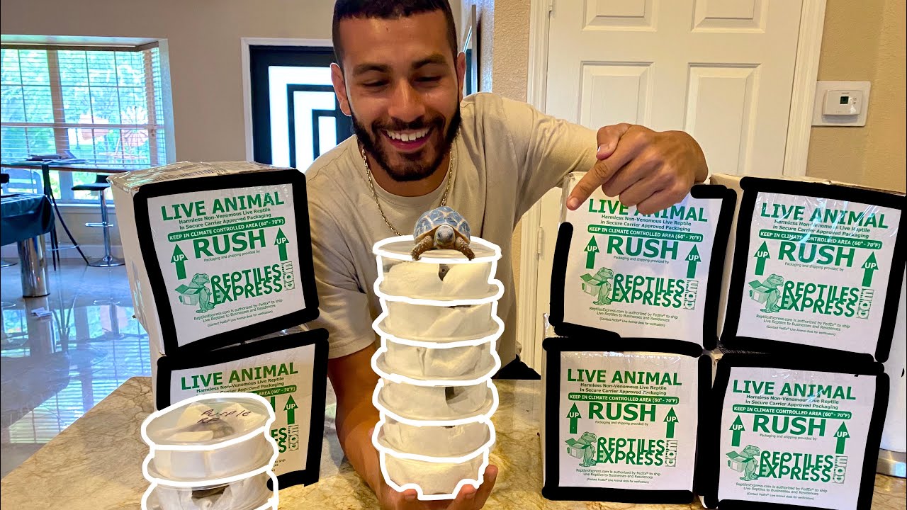 Shipping PET BABY TORTOISES To NEW HOMES!