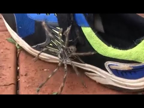 Large Huntsman Spider Crawls Out Of Child's Shoe