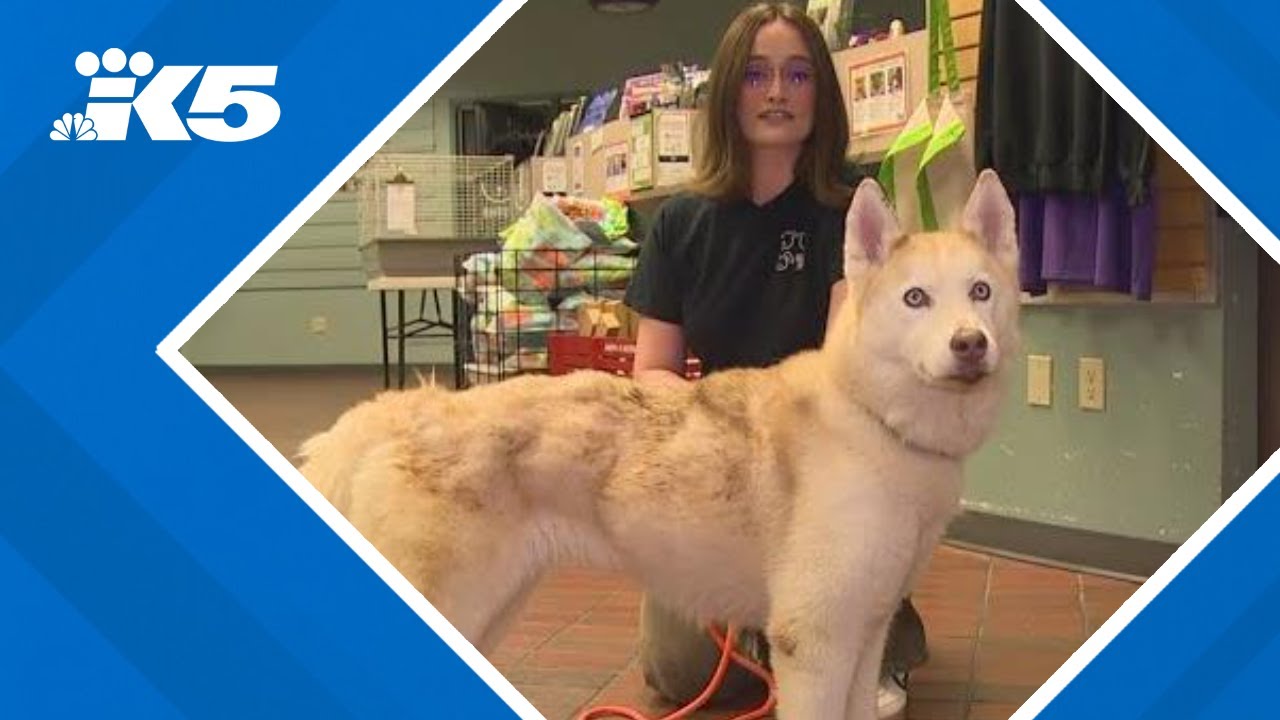 Adoption fees waived at Tacoma Humane Society