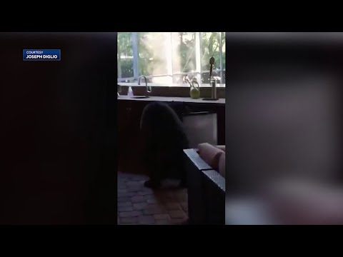 Three legged bear steals White Claws from Florida patio