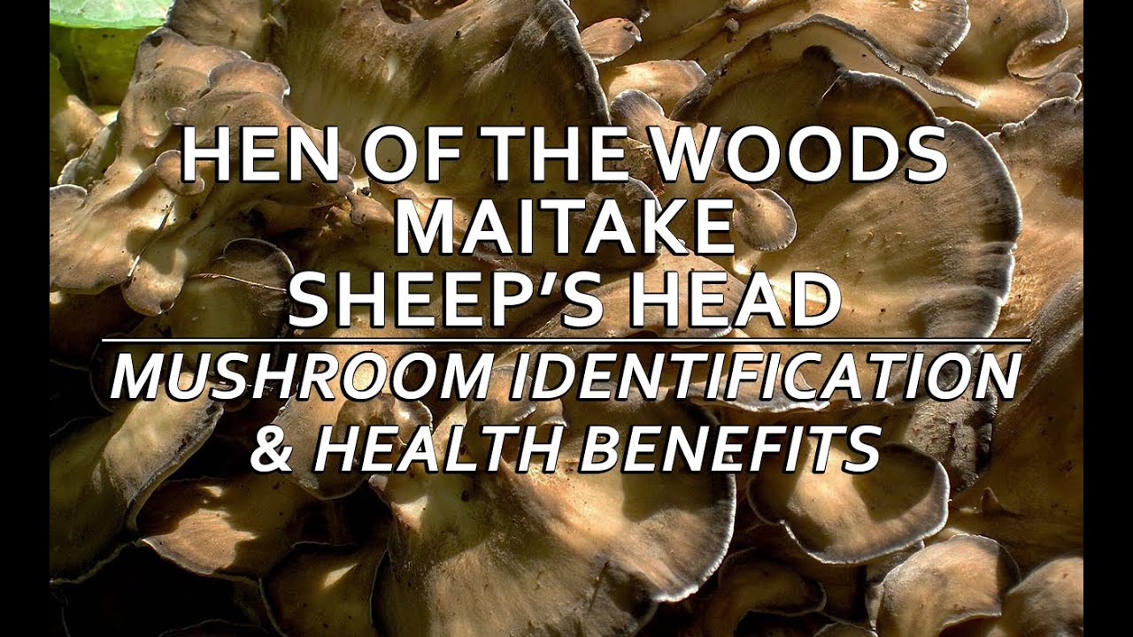 Hen Of The Woods (Maitake, Sheep's Head) Mushroom Identification & Health Benefits with Adam Haritan
