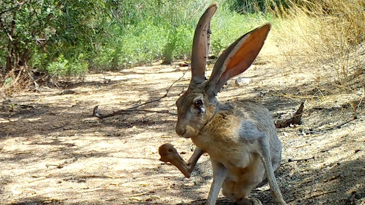 Barking Jackrabbit