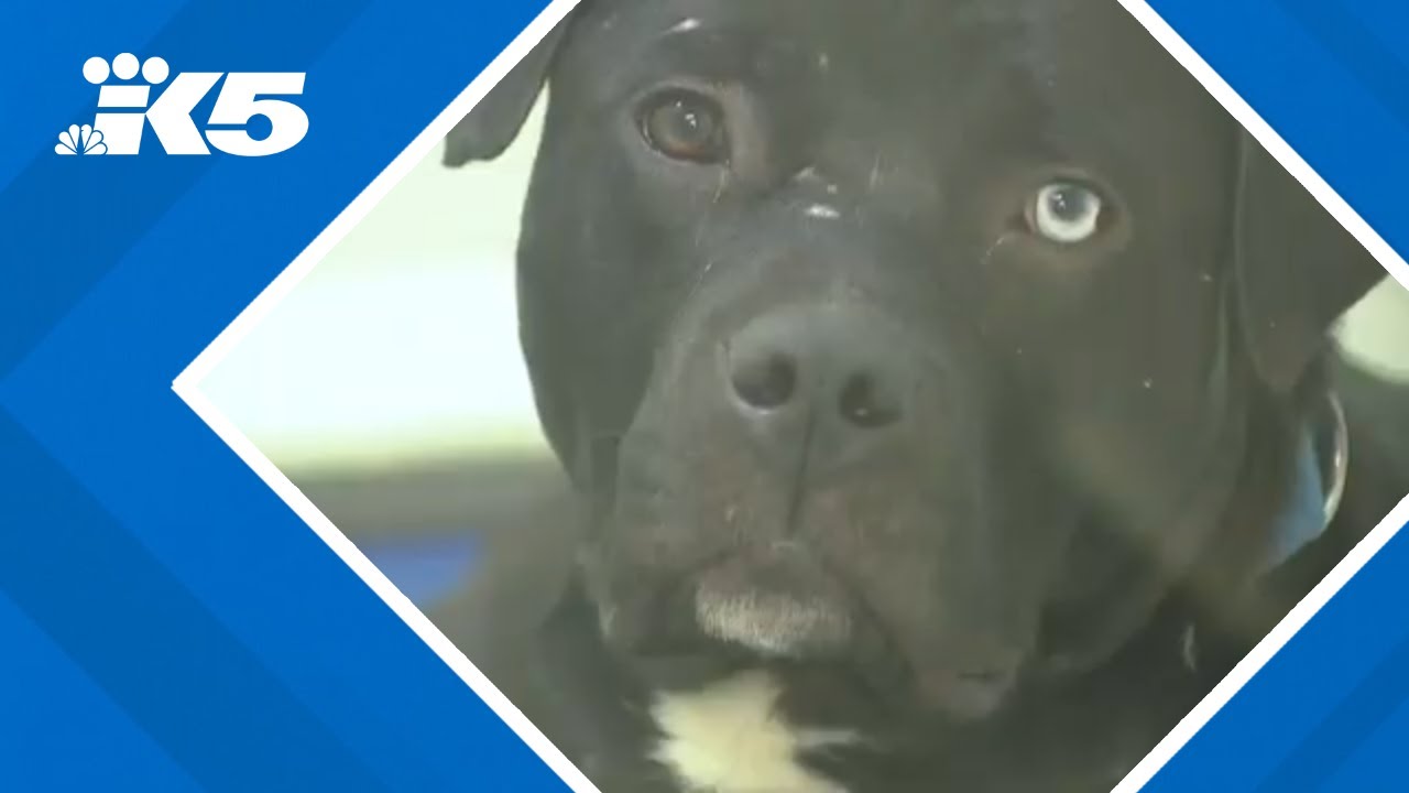 Tacoma Humane accepts 500 pets in 2 weeks, waives adoption fees