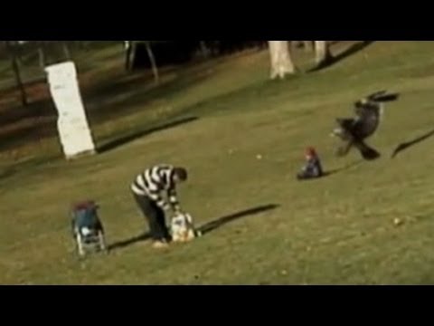 Eagle Snatches Baby in Viral Video: Caught on Tape - Is it Real or Fake?