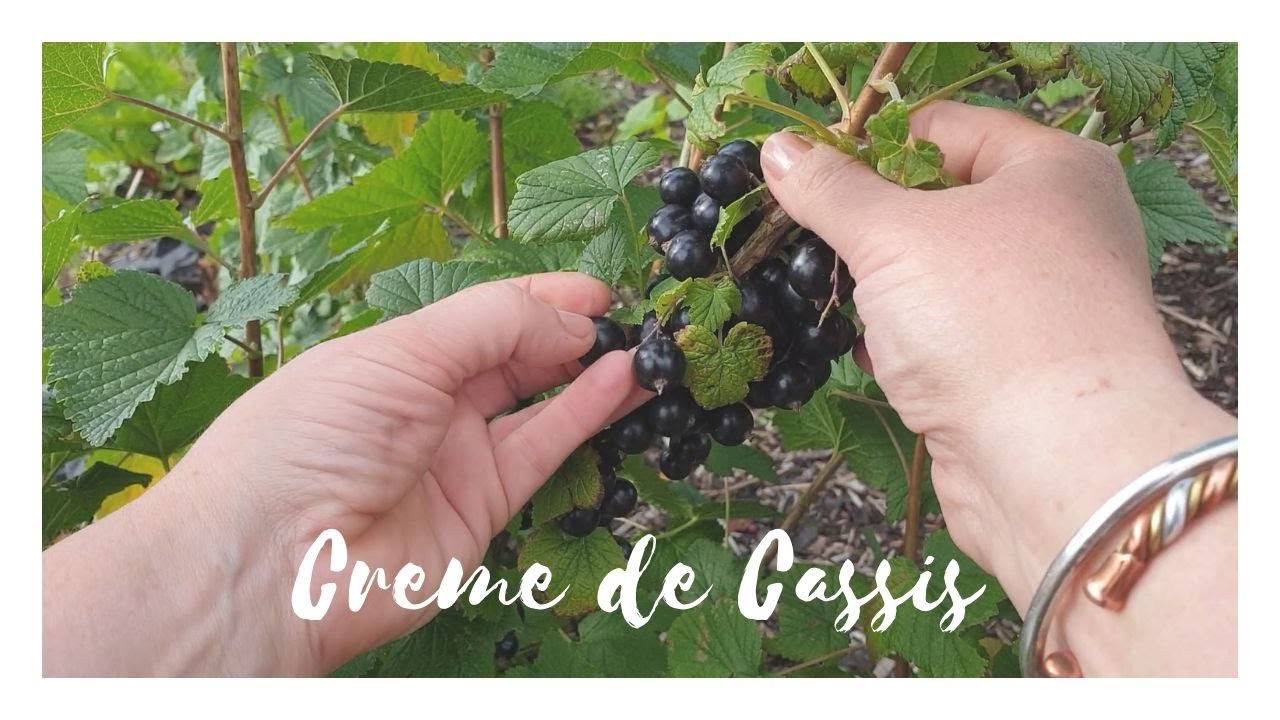 My Creme de Cassis Recipe (aka Homemade Blackcurrant Liqueur!)