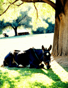 the mule