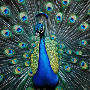 peacock subscription
